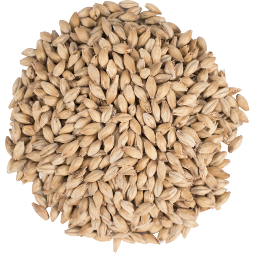 Golden Promise Malt - Simpsons Malt