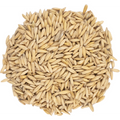 Oat Malt - Thomas Fawcett Malting